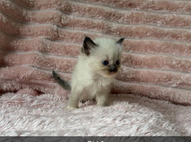 2 female ragdolls