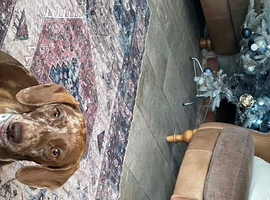 Sadly Rehoming dachshund