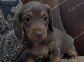 Dachshund