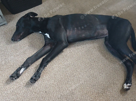 Young whippet to join family home