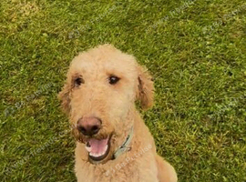 Labradoodle