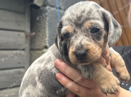 Miniature dachshunds