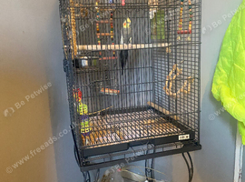 Male cockatiel for sale