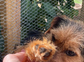 Yorkshire terrier x Jack Russell