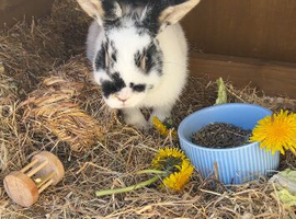 Dwarf female lop