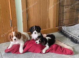 BEAUTIFUL BLENHEIM CAVALIER KING CHARLES SPANIEL TREASURES