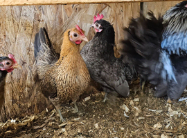 Serama hatching eggs for sale