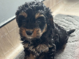 Cockapoo puppy