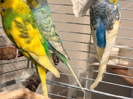 Male budgies for sale