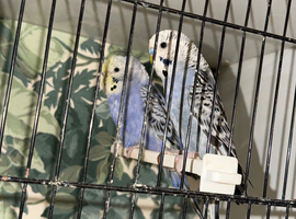 Baby budgies for sale