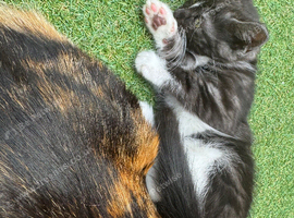 Gorgeous kittens