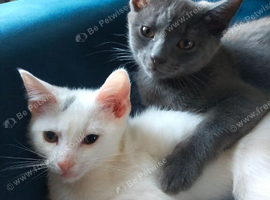 2 beautiful cats looking for rehoming
