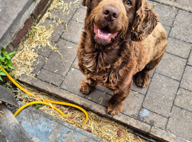 Cocker spaniel