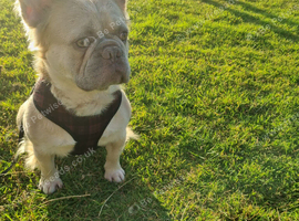 Fluffy French Bulldog - 3 years old
