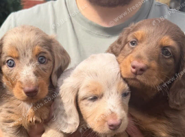 Two female miniature longhaired dachshunds