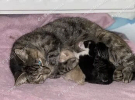 Female kittens ready now