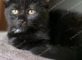 Gorgeous Black Male Kitten - 13 Weeks Old