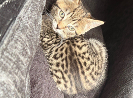 2 kittens for sale both female