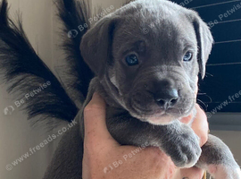 Cane Corso X Staff Puppies