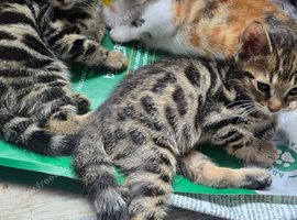 Beautiful Bengal &times; British Shorthair Kittens