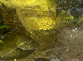 Snakehead (can trade or lower price)