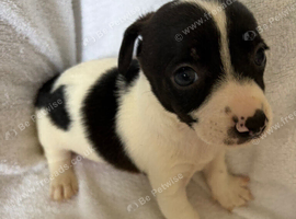 Jack Russell puppies