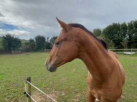 Warmblood x Welsh Sportshorse