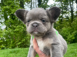 Gorgeous French bulldog pups