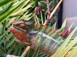 Male nosy mitsio chameleon