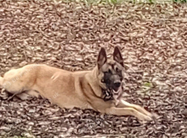 B8g GSD X