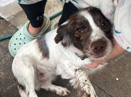 Female Cocker Spaniel