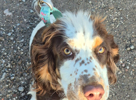 Show cross working cocker bitch