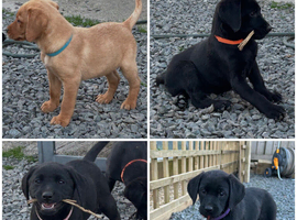 KC registered working Labrador puppies fox red and black