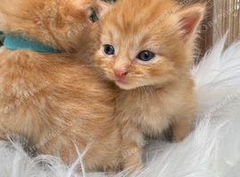 BEAUTIFUL GINGER AND GREY TABBY KITTENS TO RESERVE