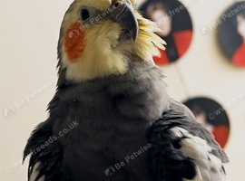 4 Lovely Cockatiels Looking for a New Home ️