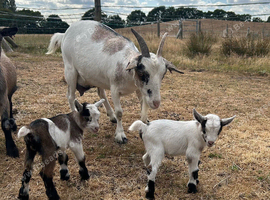 Pygmy goat and twin kids