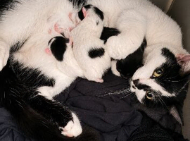 3 kittens for sale