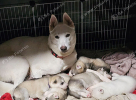 Husky pups looking for forever homes