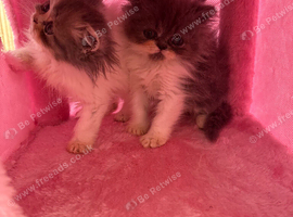 Persian kittens