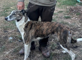 SALUKI &times; COLLIE &times; GREYHOUND BITCH