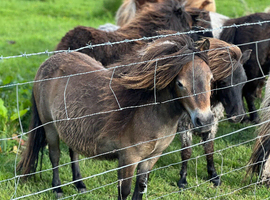 Miniature Shetland filly