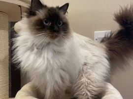 Beautiful Ragdoll Kittens READY NOW!