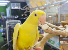 Lutino Alexandrine Baby hand reared,3