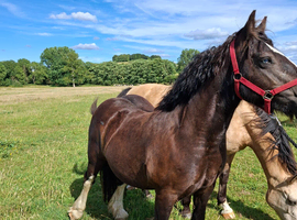 Companion mare available