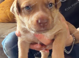 Staffy cross German Shepard