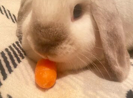 2 mini lops
