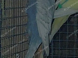 Budgies