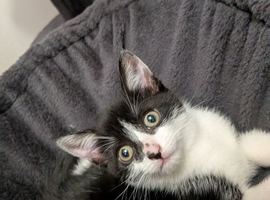 Kittens 3 boys 1 girl