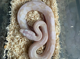 SNOW TRANS PECO RAT SNAOE FEMALE!!