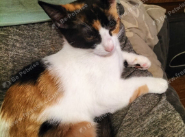 Lovely two kittens available (4months)